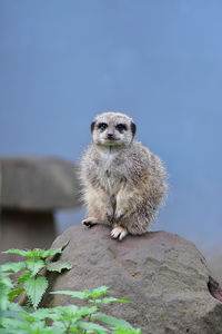 Portrait of owl sitting on rock