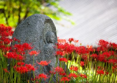 Close-up of red flowers blooming in cemetery