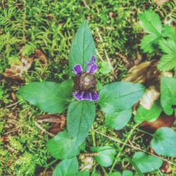 Close-up of purple flowering plant on field