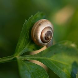 Close-up of snail on leaf