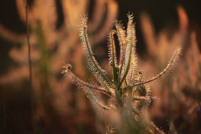 Close-up of flowering plant