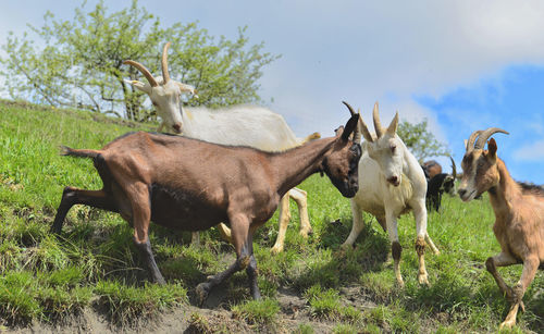 Horses in a field