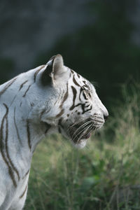 Close-up of a cat