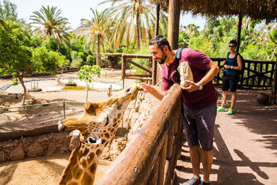 Mid adult man feeding giraffe in zoo