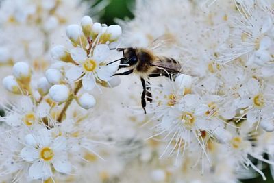 Close-up of bee pollinating on white flower