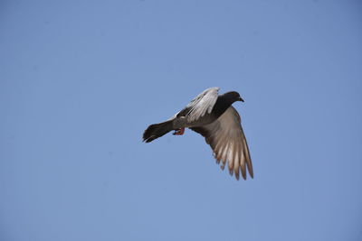 Low angle view of eagle flying in sky