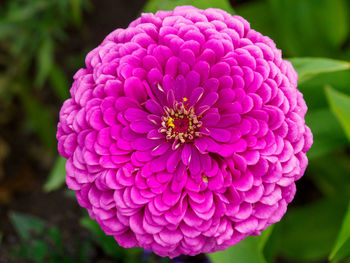 Close-up of pink dahlia flower