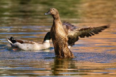 Duck swimming in lake