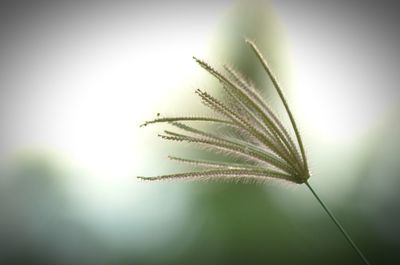 Close-up of plant