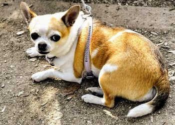 High angle view of dog looking away