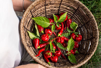 Fresh chilli habanero peppers and cayenne picked from the garden