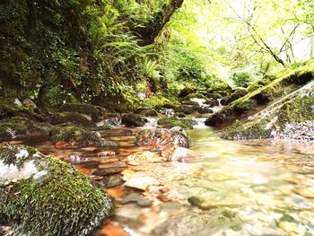 Stream flowing through forest