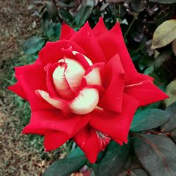 Close-up of red rose blooming outdoors