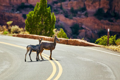 Horse crossing a road