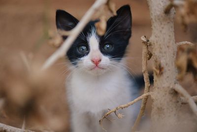 Close-up portrait of cat