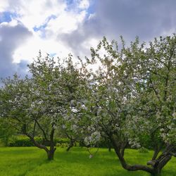 Apple blossoms in spring