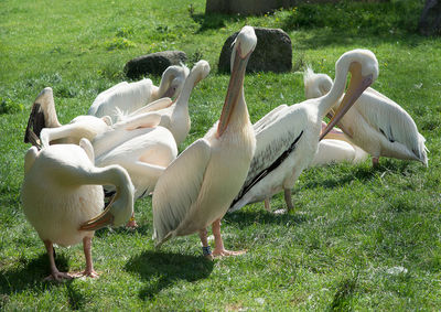 White swans on grass