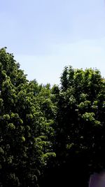 Low angle view of trees against sky