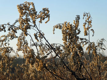 Low angle view of flowering plants against sky