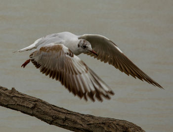 Seagull flying over sea