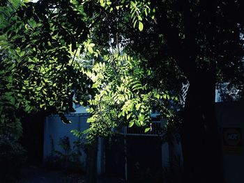 Plants growing on tree trunk