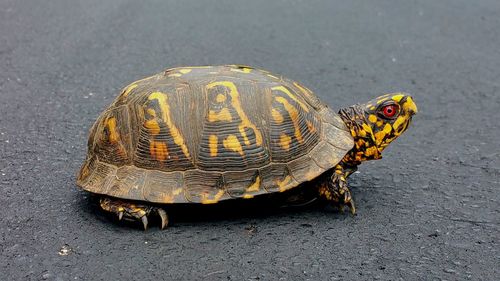 Close-up of tortoise on road