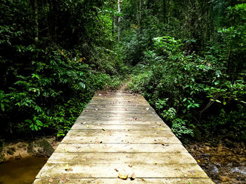 Footpath amidst trees in forest