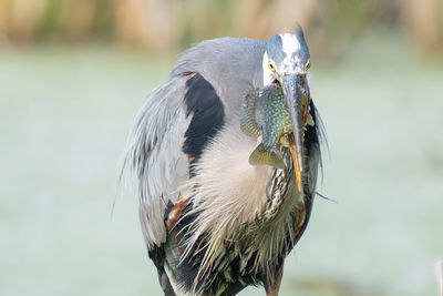 Great blue heron catches a fish while perched on a tree limb in the wetlands on a sunny day