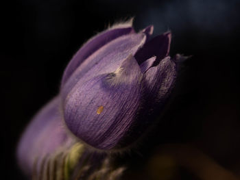 Close-up of purple flower against black background