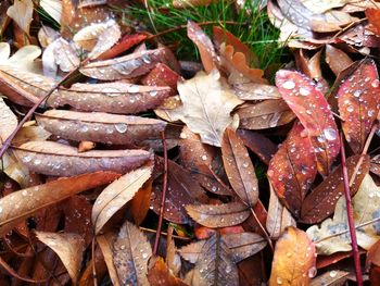 Full frame shot of wet dry leaves on field
