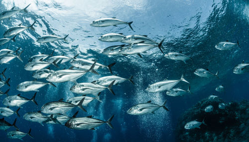 A school of bigeye trevally