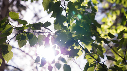 Low angle view of tree against sky