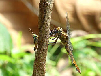 Close-up of dragonfly on plant