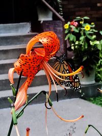 Close-up of orange butterfly on plant