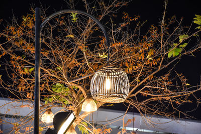 Close-up of illuminated lighting equipment hanging on tree at night