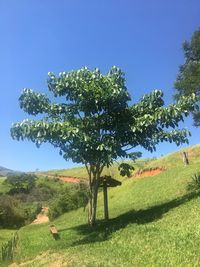 Tree on field against clear sky