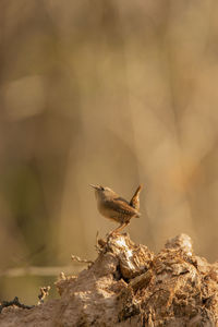Close-up of bird perching on rock