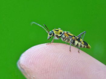 Close-up of insect on hand