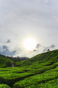 Scenic view of agricultural field against sky