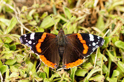 Close-up of butterfly pollinating flower