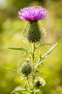 Close-up of thistle blooming outdoors