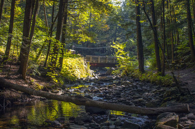 Stream amidst trees in forest
