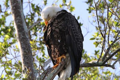 Low angle view of eagle perching on tree