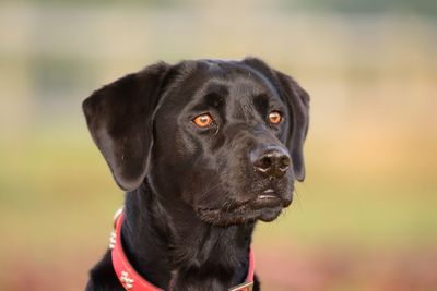 Close-up of black labrador