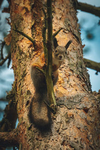 Low angle view of squirrel on tree trunk