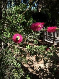 Close-up of pink flowers