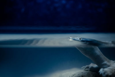 Close-up of turtle swimming in sea