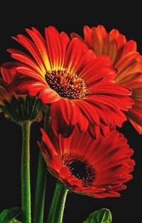 Close-up of red flower blooming against black background