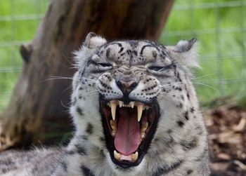 animal