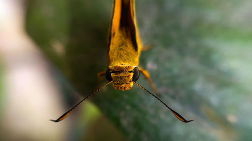 Close-up of insect